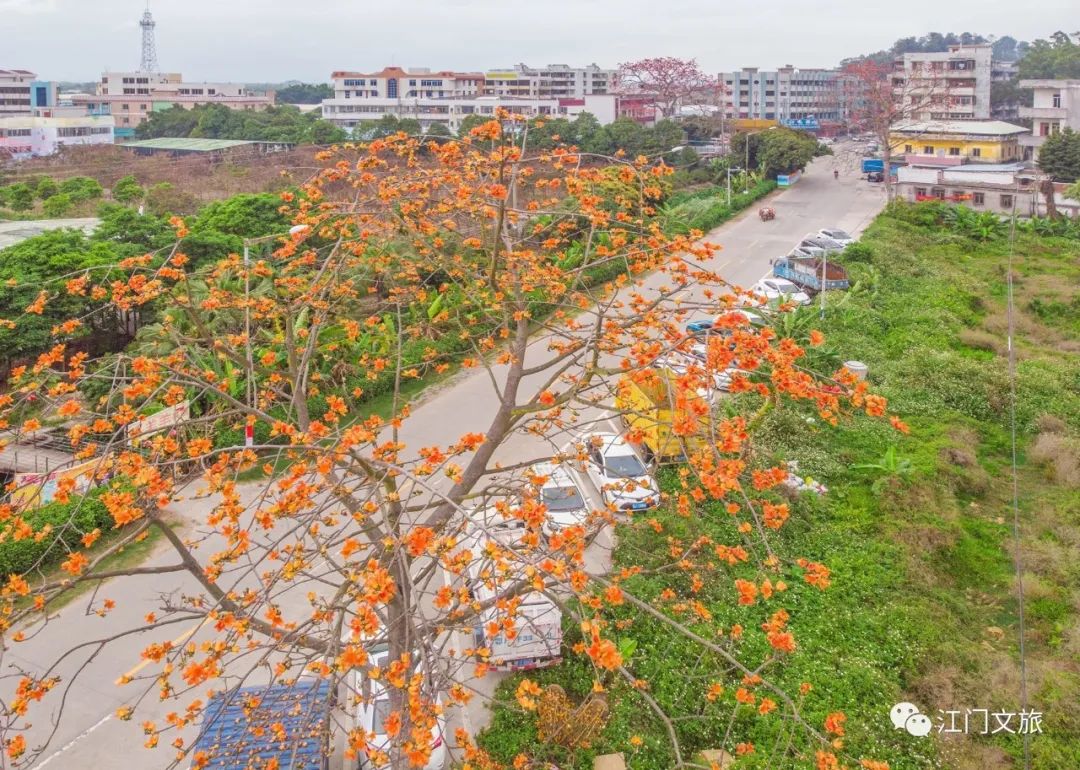 格桑花、禾雀花盛放，黃沙蜆上市……啊啊啊這才是江門春天的味道！ 旅遊 第51張