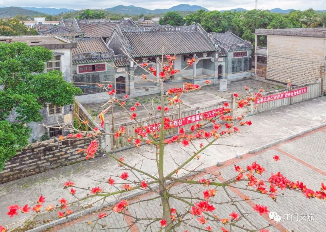 格桑花、禾雀花盛放，黃沙蜆上市……啊啊啊這才是江門春天的味道！ 旅遊 第49張