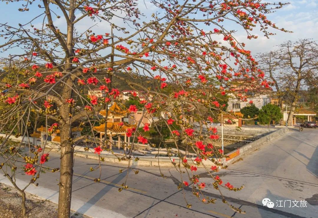 格桑花、禾雀花盛放，黃沙蜆上市……啊啊啊這才是江門春天的味道！ 旅遊 第25張