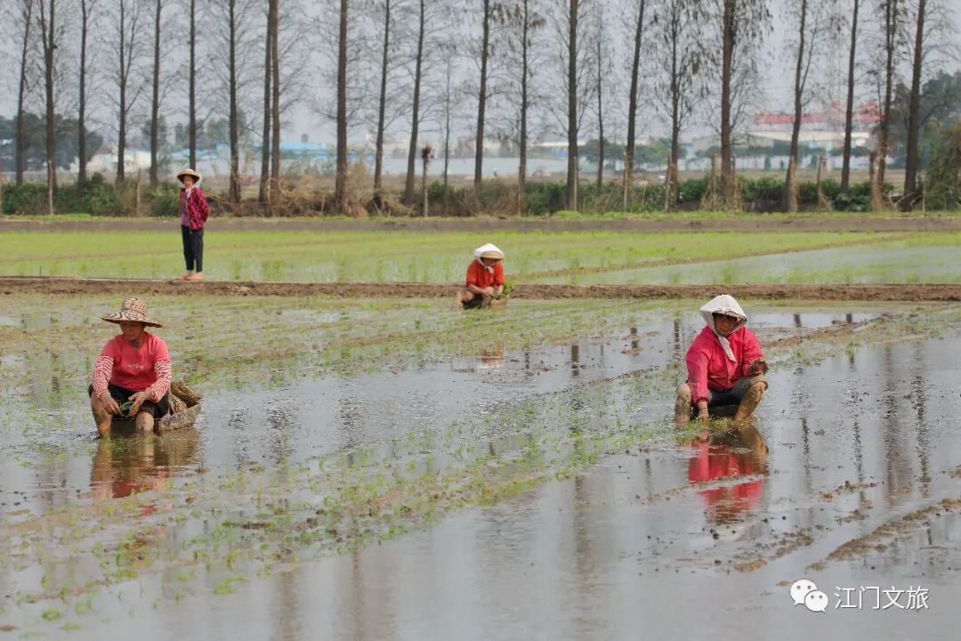 正是春耕播种时大鳌又见秧船插秧田间风景美不胜收