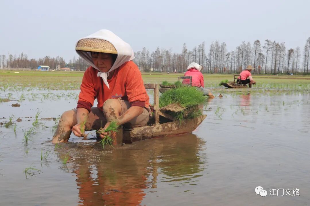 正是春耕播种时大鳌又见秧船插秧田间风景美不胜收