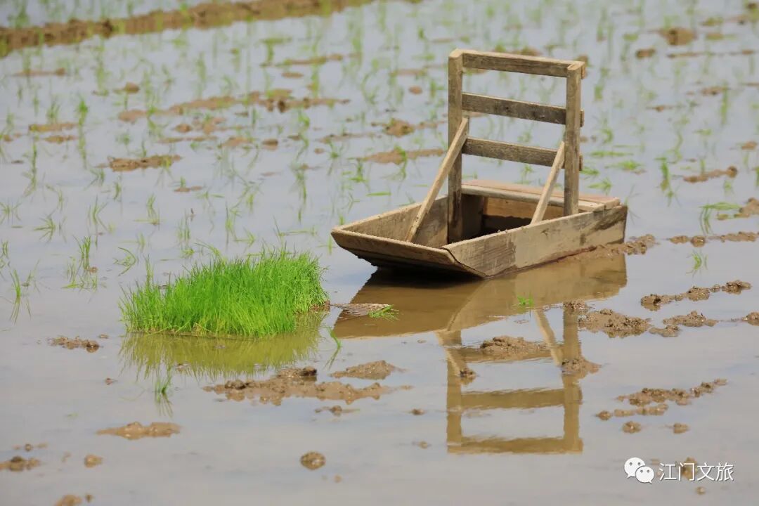 正是春耕播种时大鳌又见秧船插秧田间风景美不胜收
