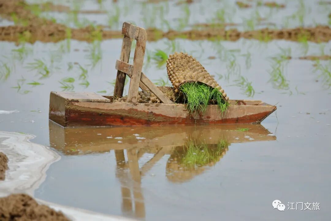 正是春耕播种时大鳌又见秧船插秧田间风景美不胜收