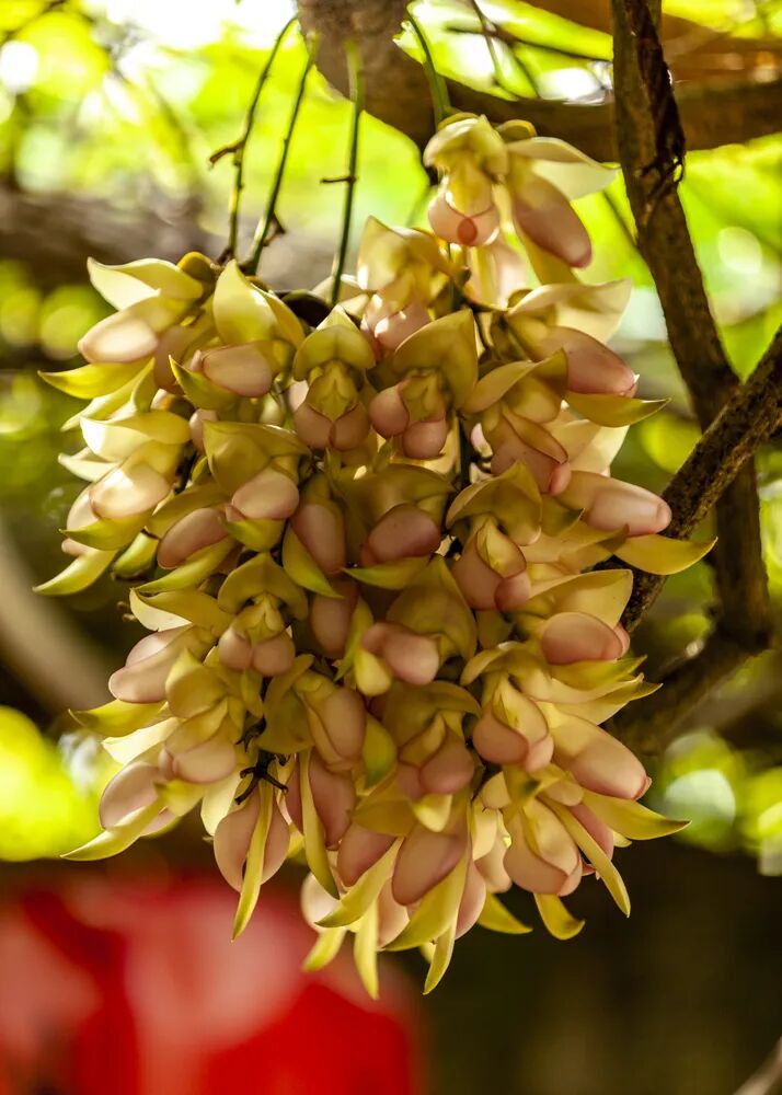 江门禾雀花开了,"叽叽喳喳"为这无限春光增添活力!