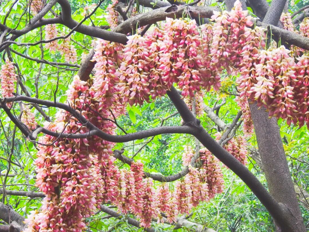 大雁山禾雀花 彭伟宗