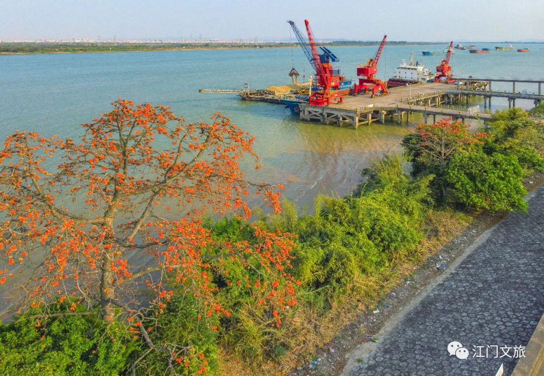 格桑花、禾雀花盛放，黃沙蜆上市……啊啊啊這才是江門春天的味道！ 旅遊 第40張