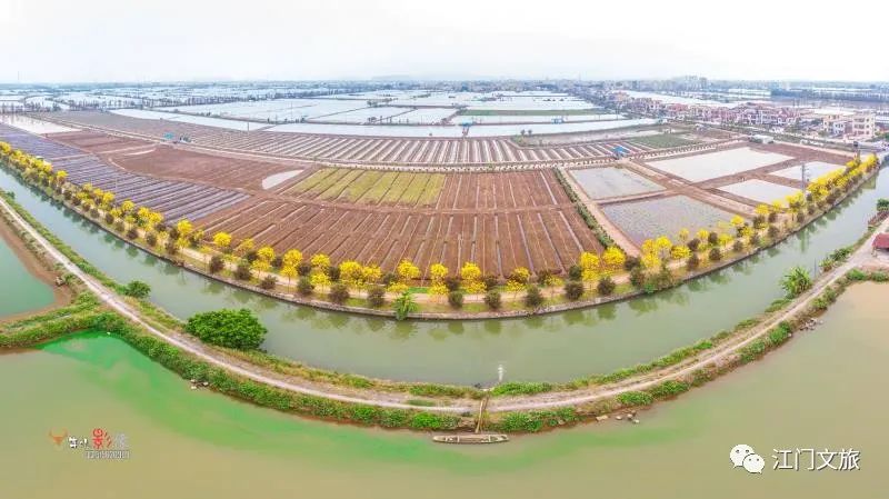 彭偉宗攝在東風嶺南水鄉生態園河畔一路黃花開得甚為燦爛,周邊點綴著