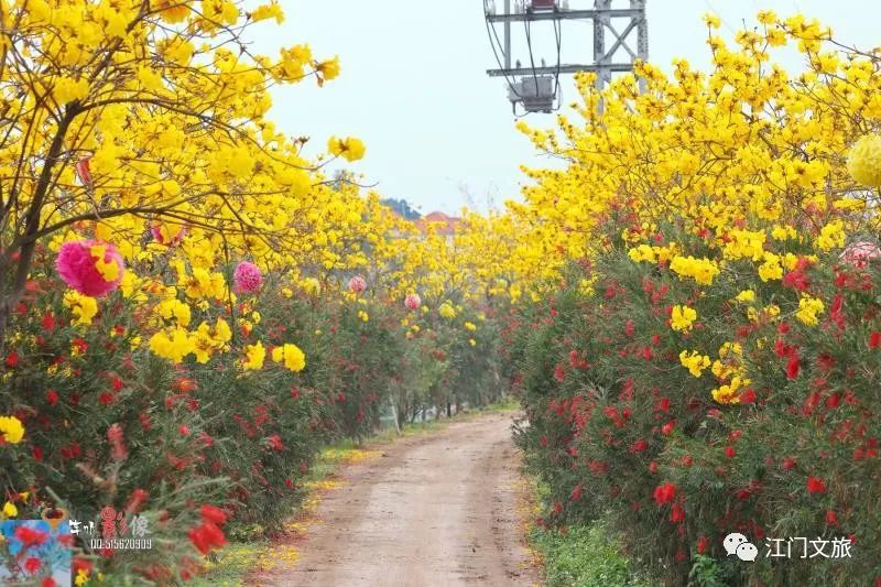 格桑花、禾雀花盛放，黃沙蜆上市……啊啊啊這才是江門春天的味道！ 旅遊 第22張