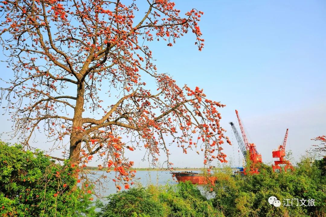 格桑花、禾雀花盛放，黃沙蜆上市……啊啊啊這才是江門春天的味道！ 旅遊 第41張