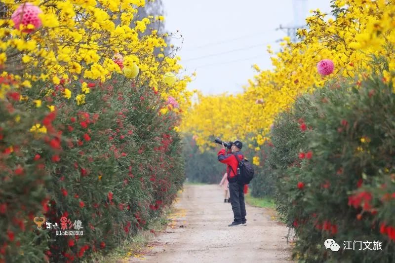 格桑花、禾雀花盛放，黃沙蜆上市……啊啊啊這才是江門春天的味道！ 旅遊 第23張