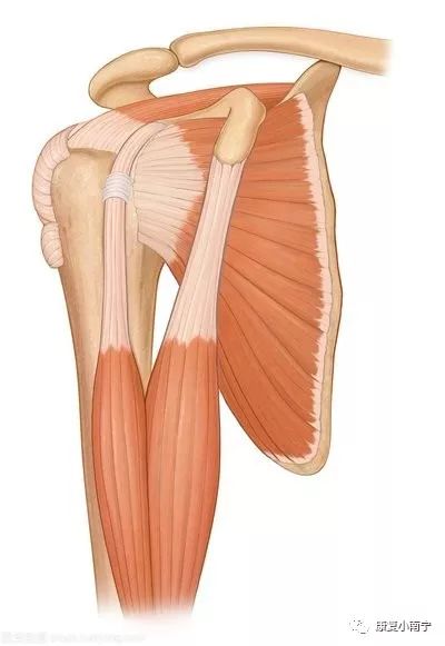 这些肌肉损伤都会导致肩痛 液针刀骨伤医学研究院 微信公众号文章阅读 Wemp