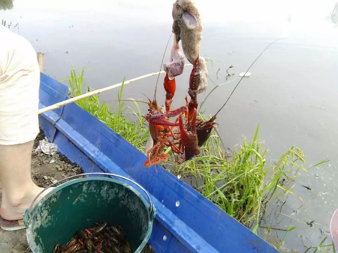 电话:13540670790 ps:在彭州可以钓龙虾的地方有很多哦!