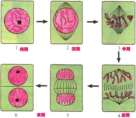 植物细胞有丝分裂过程-高中生物