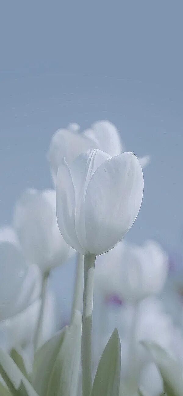 高級感滿滿的手機壁紙 中國熱點