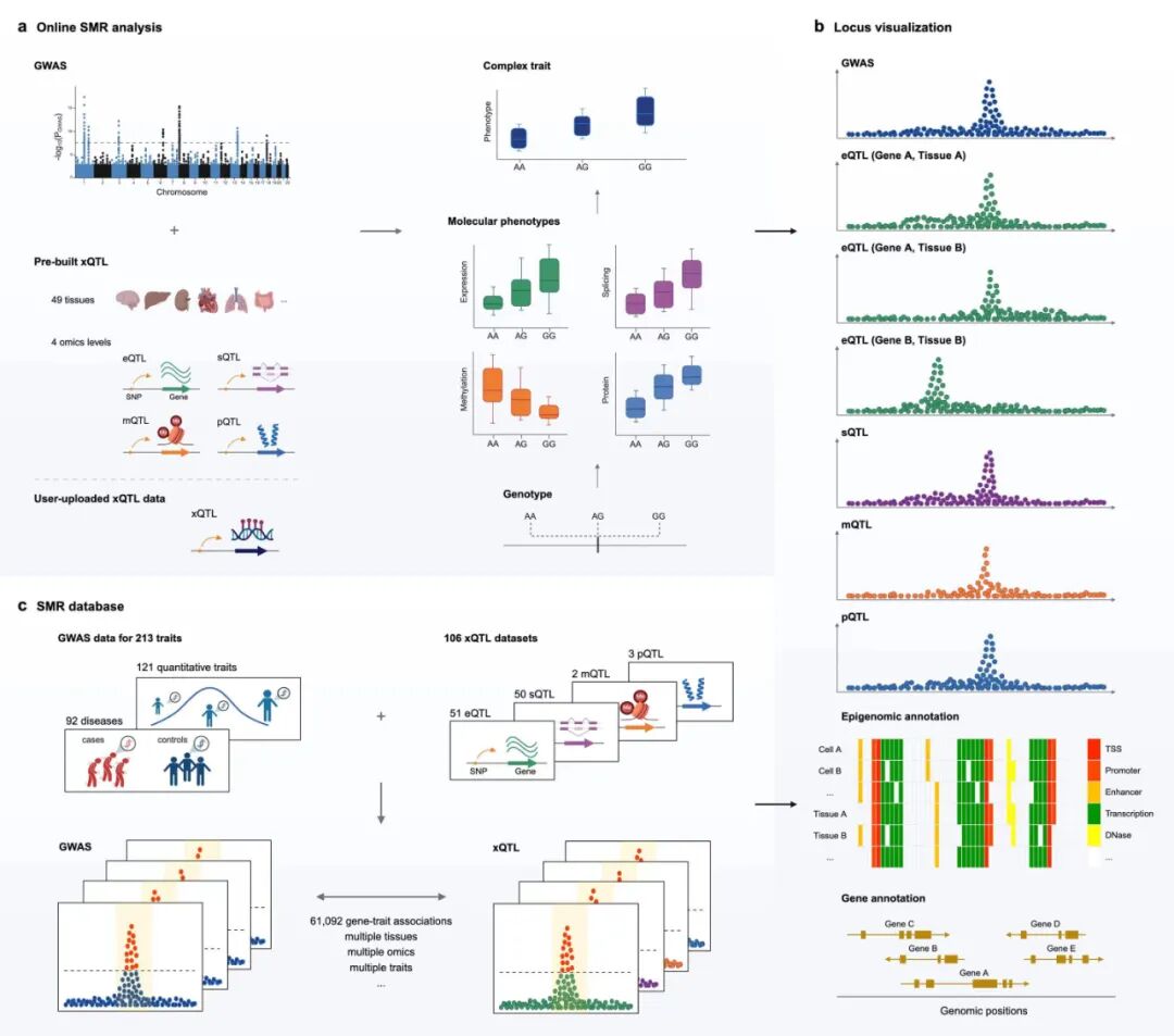 CGM第430期：SMR-Portal：综合分析 GWAS 和 xQTL 数据以确定复杂性状基因的在线平台 原文配图1