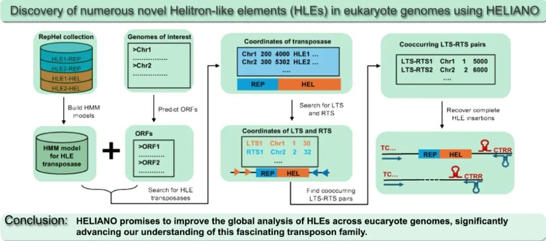 CGM第441期：利用HELIANO准确注释广泛分布于真核生物基因组中的Helitron转座子 原文配图1