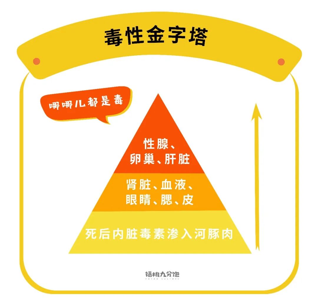 河豚到底有没有毒 我们替你拿命试了试 福桃九分饱 微信公众号文章阅读 Wemp