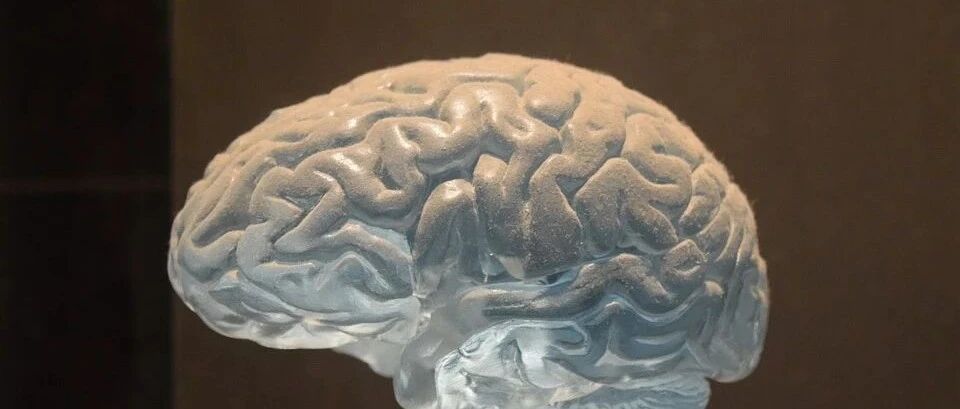 脑袋越大就会越聪明么 ；节奏缓慢的综艺节目是如何深入人心？｜今日涨知识