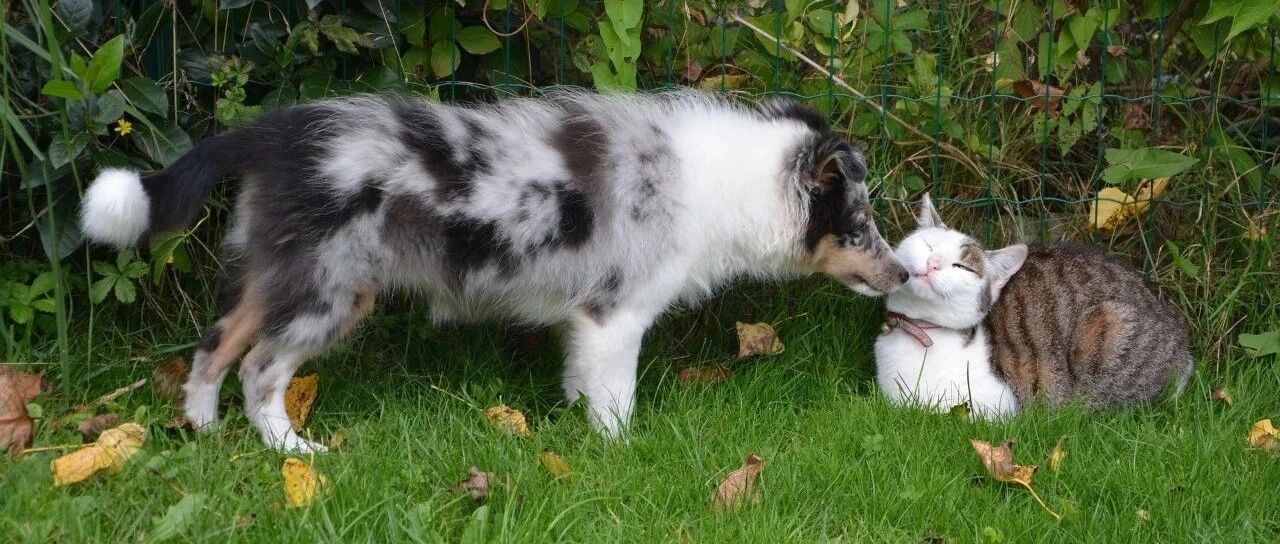 有没有对人过敏的猫狗；为什么厕所总是没有信号？| 今日涨知识