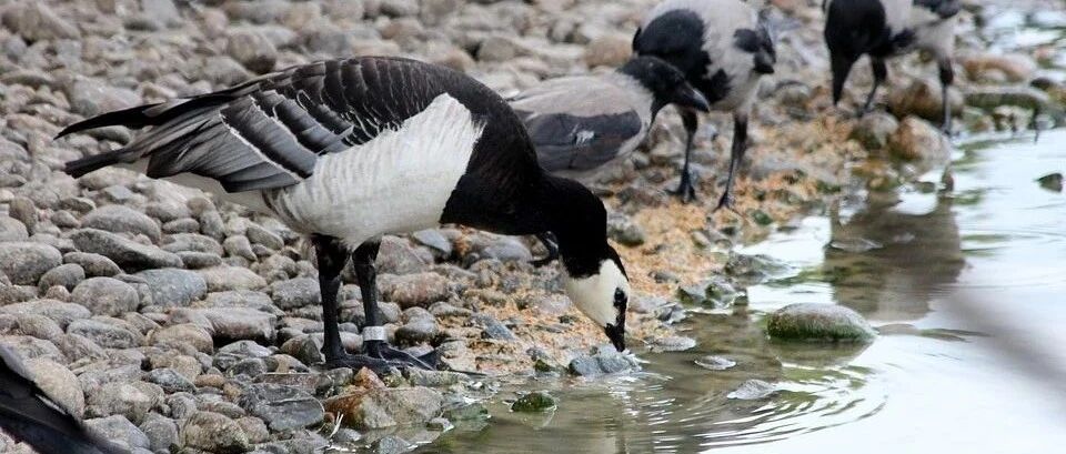 乌鸦会密室逃脱吗；你知道可爱的血小板哪来的吗｜今日涨知识