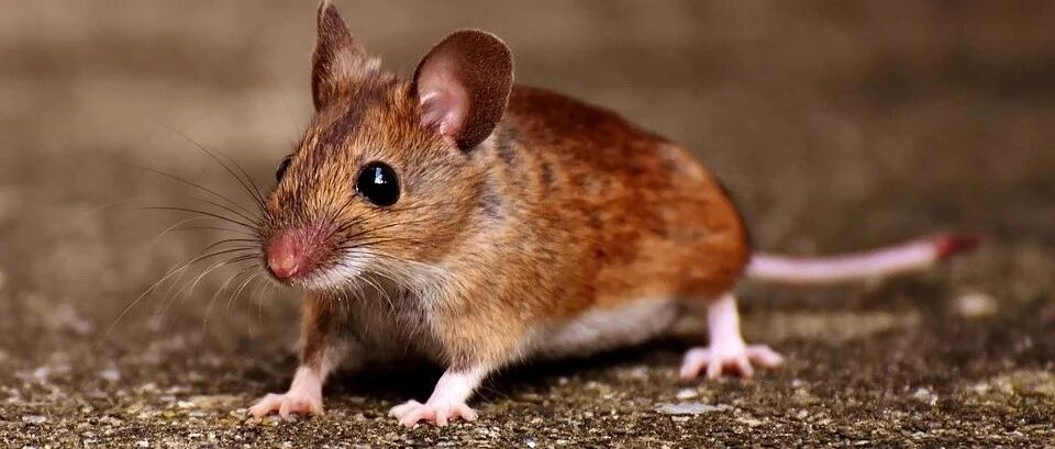 深度睡眠加快大脑“排毒”；小鼠不运动也能促进健康？｜今日涨知识