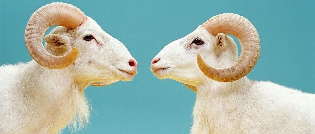 宠物克隆大揭秘！为什么进故宫要摸一下门钉？｜今日涨知识