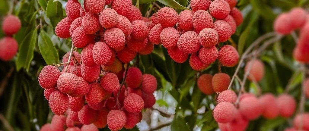 吃荔枝如何避免“荔枝病”；为什么稻米可以直接吃，小麦却总是磨面吃 ｜ 今日涨知识