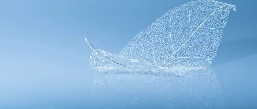 6种“没有隐私”的透明生物；人类比大象还胖？｜今日涨知识