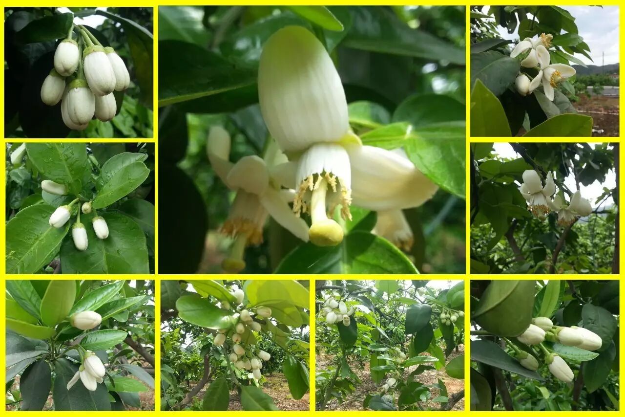 四月,柚果开始慢慢成长.