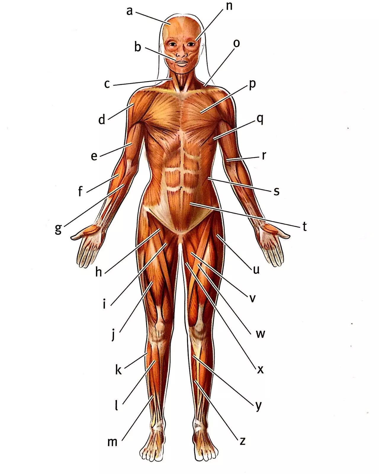 肌系统 一番 体表肌肉 前视 自由微信 Freewechat