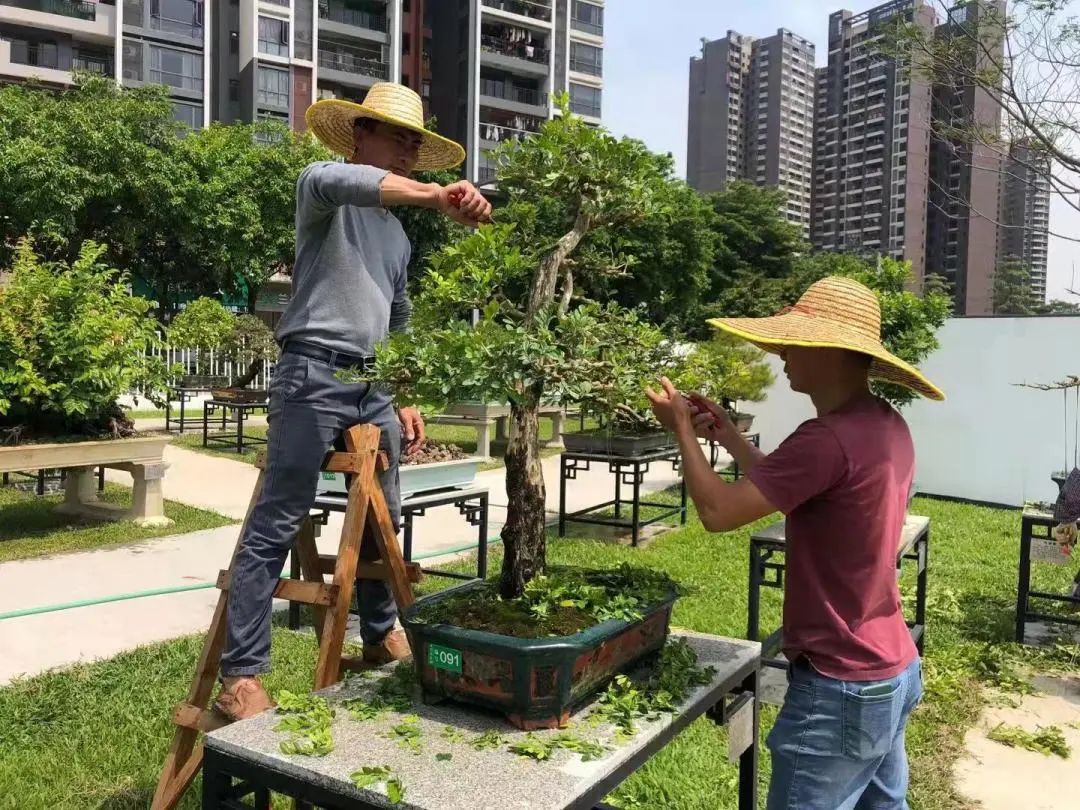 廣州華南商貿職業學院怎么樣_廣州華南商貿職業學院多大_廣州華南商貿職業學費