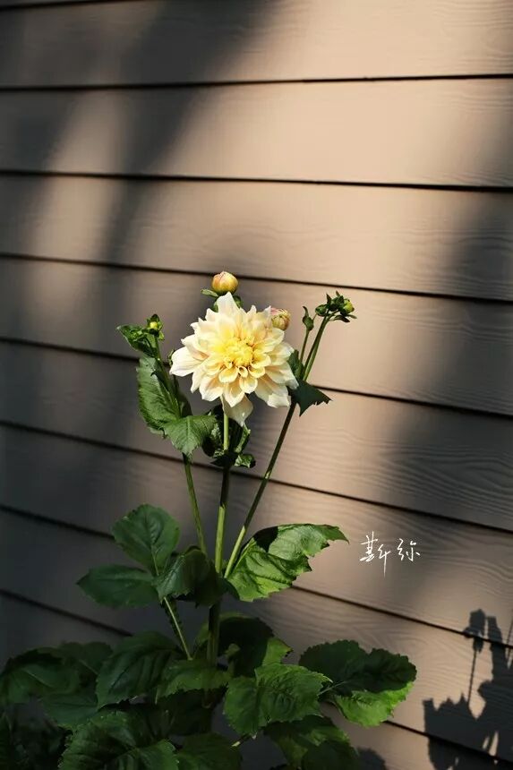 秋日花事 斯弥 微信公众号文章阅读 Wemp