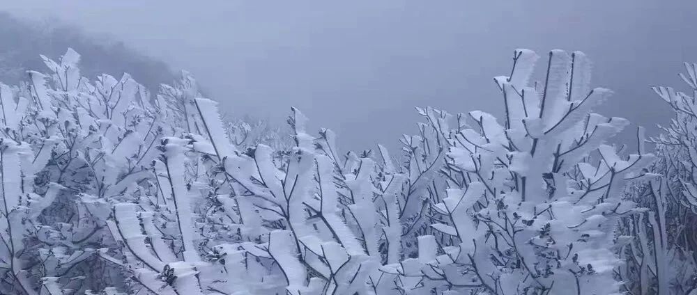 西门吹雪，我们广东也有雾凇冰挂！