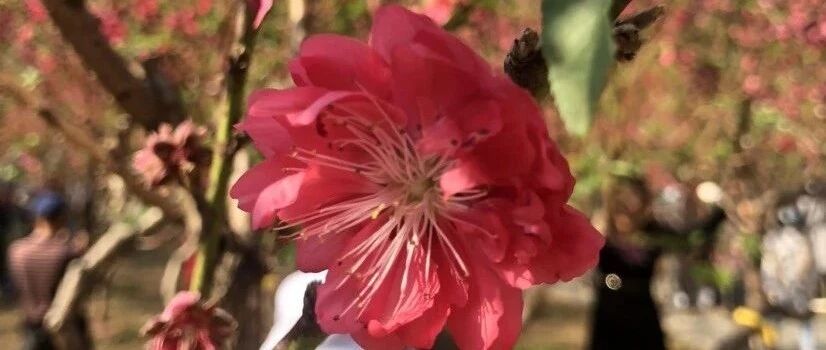 HAPPY 牛 YEAR！这个春节，白云山上“人面桃花相映红”