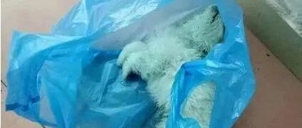 宠物盲盒?无宠亡盒?