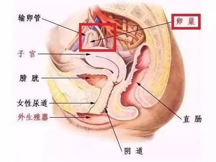 女子這個部位滿是