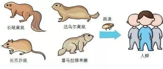 警惕！云南发现1例疑似腺鼠疫病例