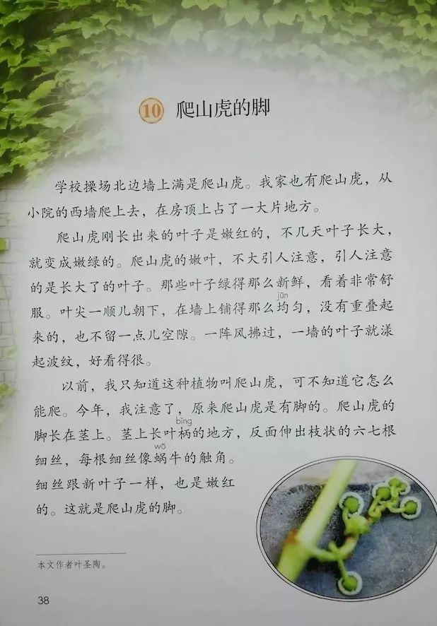 10 爬山虎的脚/叶圣陶(Page36)