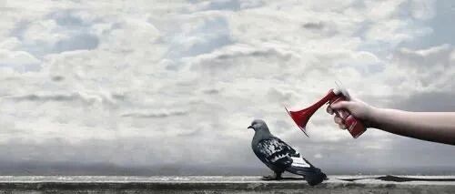 上辈子养鸽子，这辈子做HR！