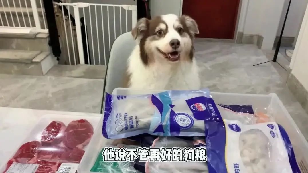 VLOG之狗狗备餐日/哇哇队到底是什么/吃枇杷的季节到啦！