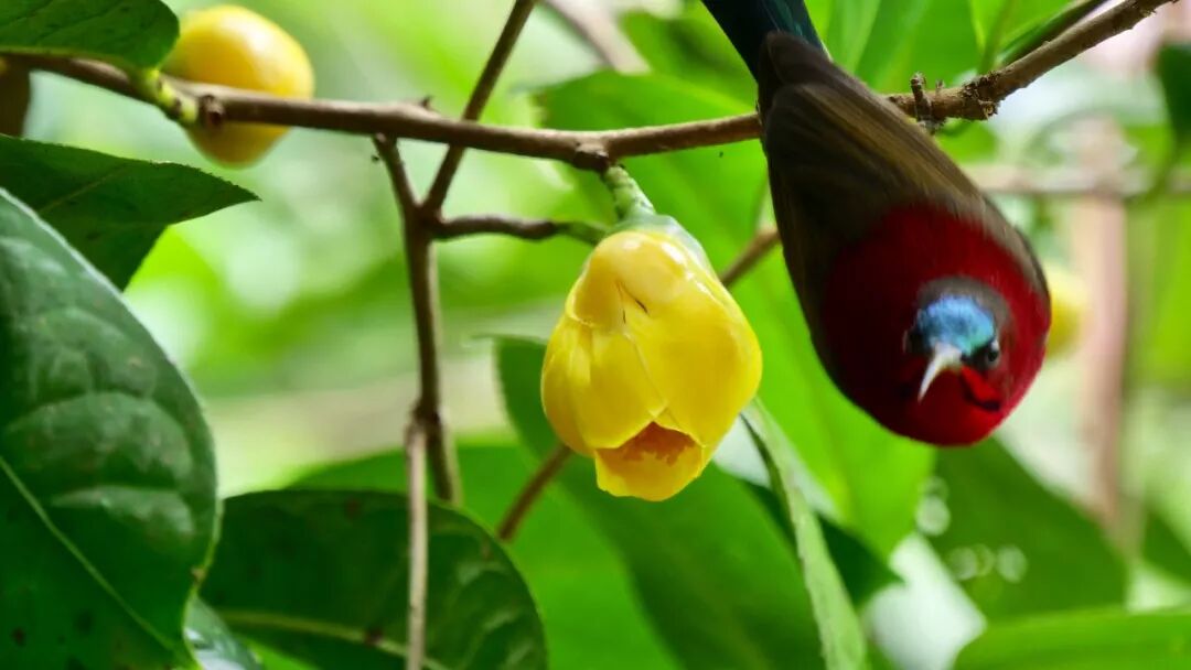 【聚焦防城港】天天飞传媒为国际医学创新合作论坛宣传助力！(图6)