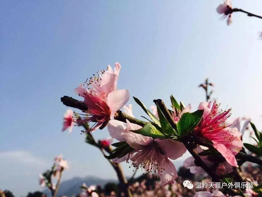 【天涯戶外】3月29日 (非週末)奉化天下第一桃園賞花,溪口老街一日遊