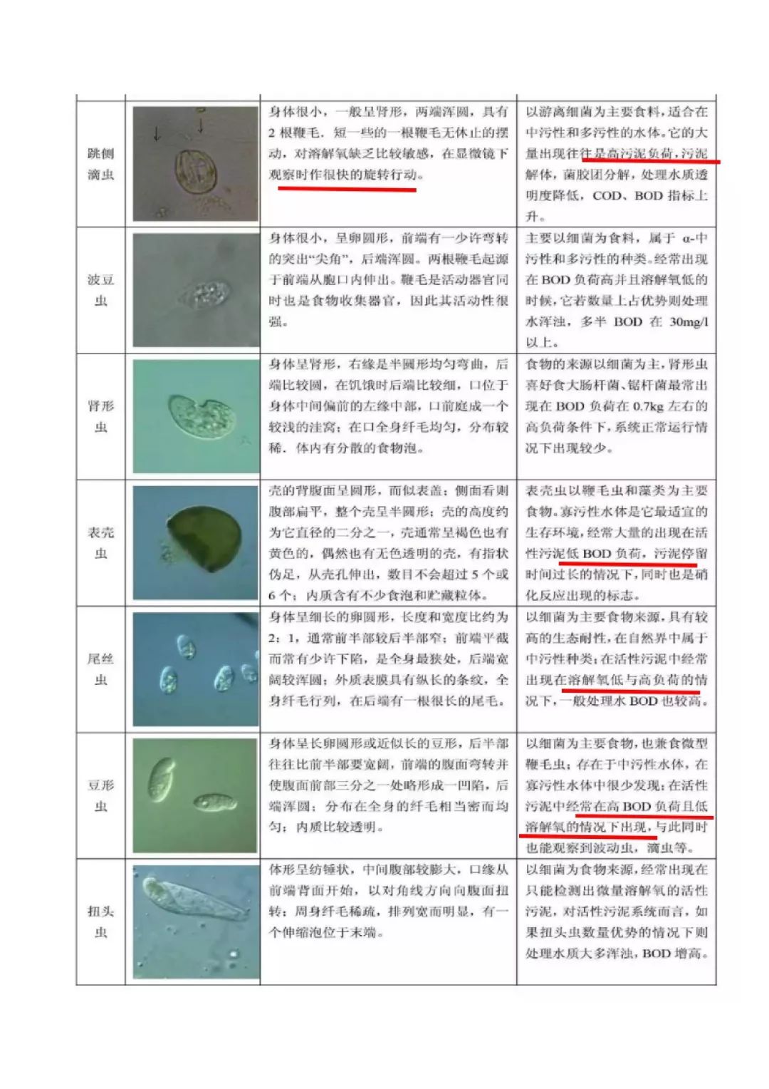 活性污泥微生物图鉴图片