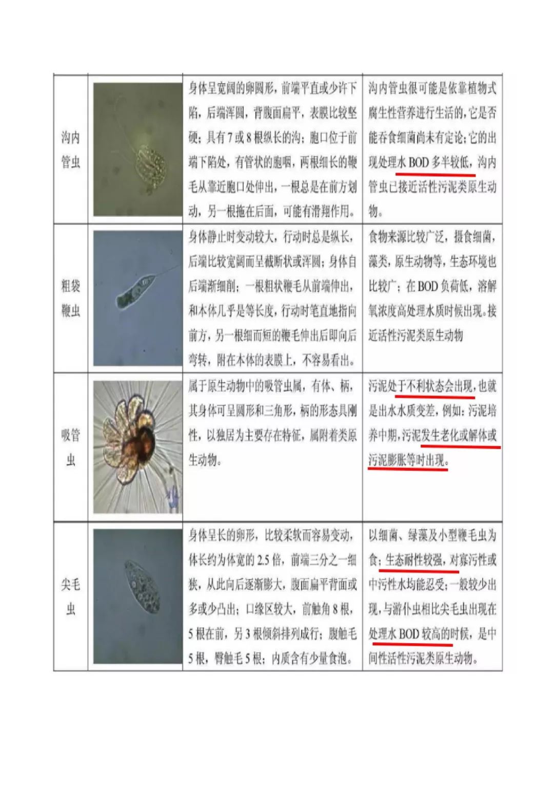 好氧池微生物图谱图片