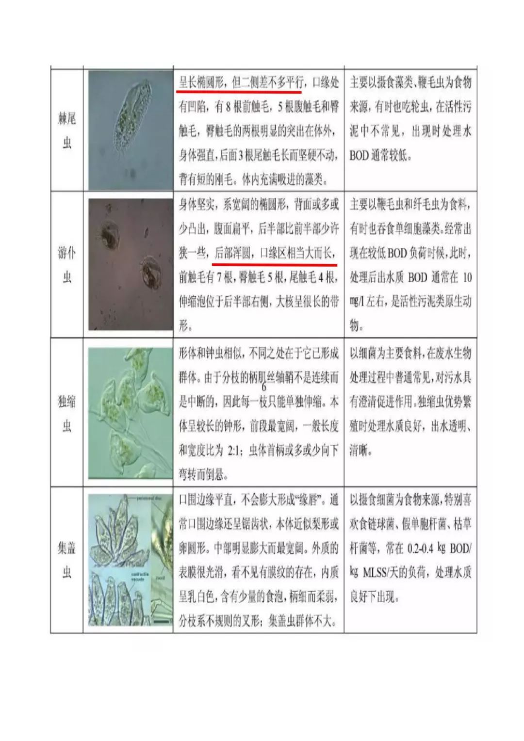 活性污泥微生物图鉴图片