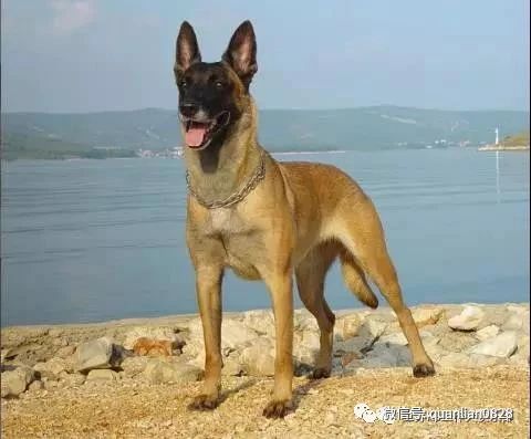 马犬——忠诚卫士，罪恶克星
