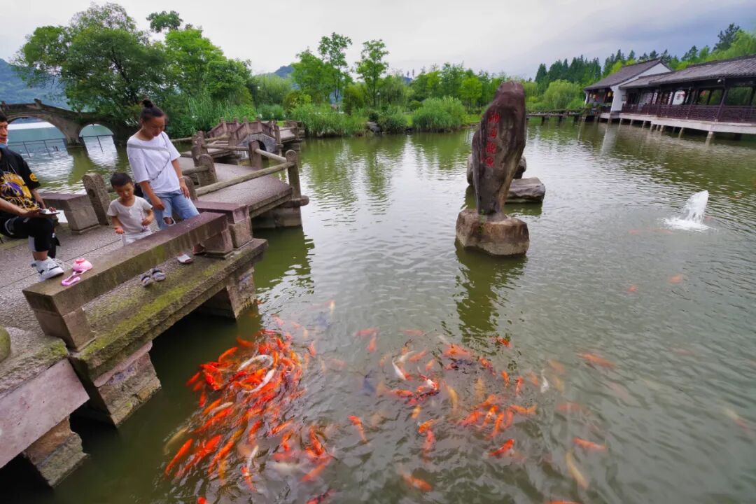 湘湖赏鱼喂鱼在这里5000条锦鲤等你来拍美照