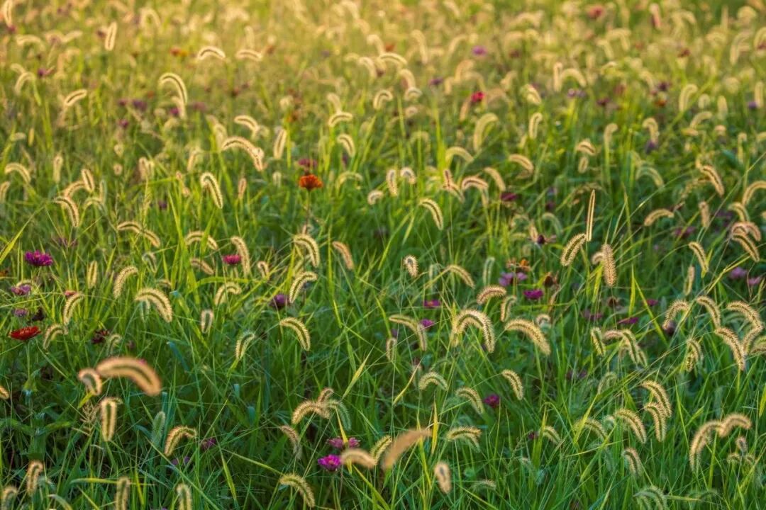 湘湖夏日的狗尾巴草