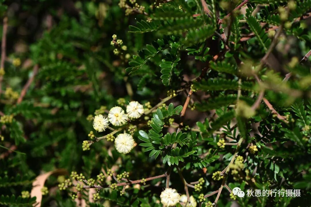 澳大利亚 植物篇 秋愚的行行摄摄 微信公众号文章阅读 Wemp