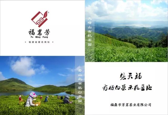 福鼎市芳茗茶业有限公司